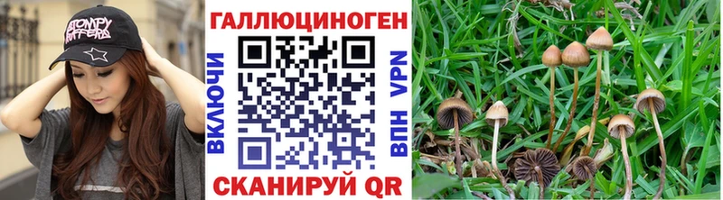 цены   Пушкино  KRAKEN как войти  Псилоцибиновые грибы Cubensis 